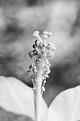 Picture Title - White Hibiscus