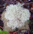 Picture Title - Another white moss