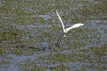 Picture Title - Garça graciosa - Egretta thula