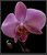 Orchid