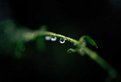 Picture Title - Just a drop