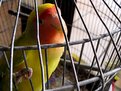 Picture Title - my.bird