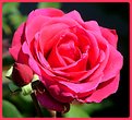 Picture Title - Red, red rose