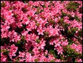 Picture Title - Masses of Pink