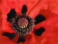 Picture Title - Mohn