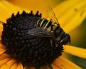 Picture Title - pollenation