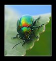 Picture Title - beetle...