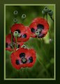 Picture Title - Poppies