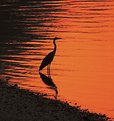 Picture Title - Sunset with the grey heron