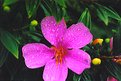 Picture Title - Flor molhada