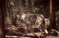 Picture Title - Gray Wolf
