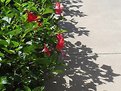 Picture Title - Shadows