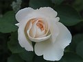 Picture Title - White Rose