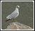 Ring billed Gull