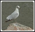 Picture Title - Ring billed Gull