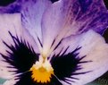 Picture Title - purple pansy