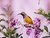 Sunbird