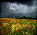 Picture Title - Summer Meadow