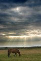 Picture Title - The last rays