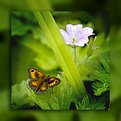 Picture Title - Butterfly on green