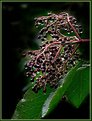 Picture Title - Elder in the Rain