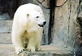 Picture Title - Polar Bear in Summer
