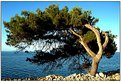 Picture Title - Tree by the sea