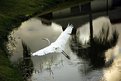 Picture Title - This evening's Egret 