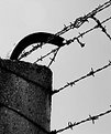 Picture Title - Barbed Wire