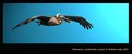 Picture Title - Brown pelican