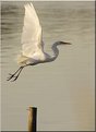 Picture Title - White heron