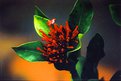 Picture Title - Flor