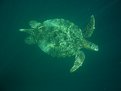 Picture Title - Sea Turtle
