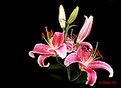 Picture Title - StarGazer Lilly
