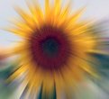 Picture Title - Blurred sunflower
