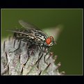 Picture Title - Fly