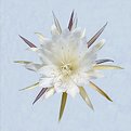 Picture Title - White Cactus Flower