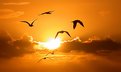 Picture Title - Gulls in Flight