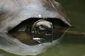 Picture Title - Reflecting Turtle