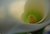 Calla