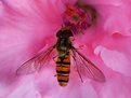 Picture Title - Hover fly