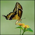 Picture Title - Giant Swallowtail