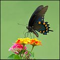 Picture Title - Pipevine Swallowtail