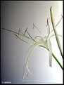 Picture Title - elegance