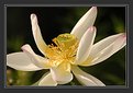 Picture Title - Blooming Lotus (2)