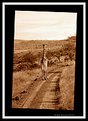 Picture Title - Lone Giraffe