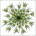 Picture Title - Living Snowflake