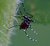 Stinking Bug...