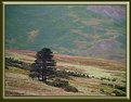 Picture Title - A Lone tree on the hill slope
