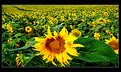 Picture Title - SUNFLOWERS 